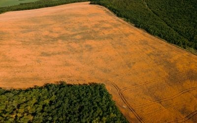 Brasiliansk jordbruksindustri slår exportrekord 